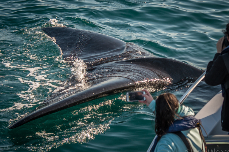 Knysna: Close Encounter Whale Watching Tour by Boat