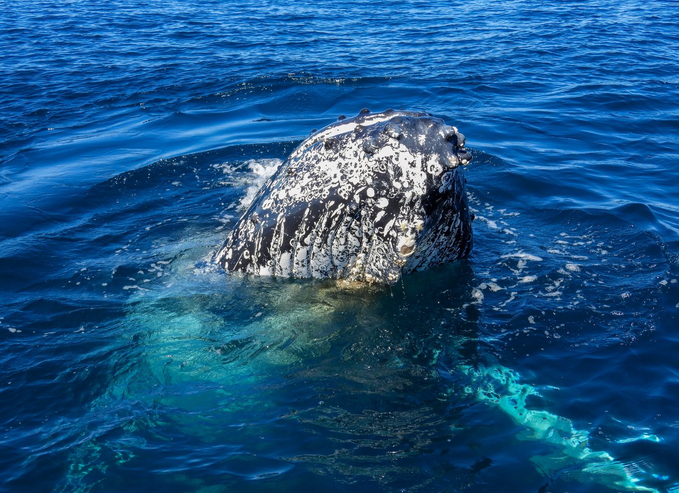 Knysna: Close Encounter Whale Watching Tour med bådtur