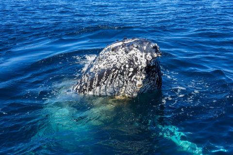 Knysna: Close Encounter Whale Watching Tour by Boat