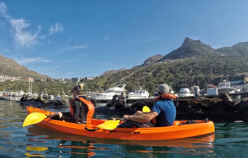 Cape Town Guided Kayaking in Hout Bay GetYourGuide