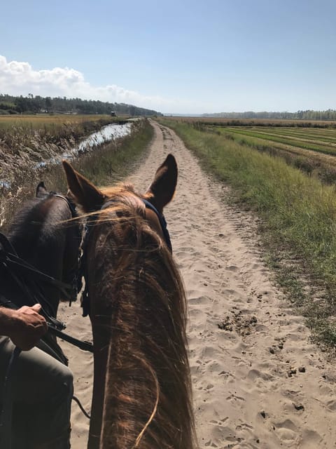 Passeggiata A Cavallo Sulla Spiaggia Con Trasferimento Privato Da