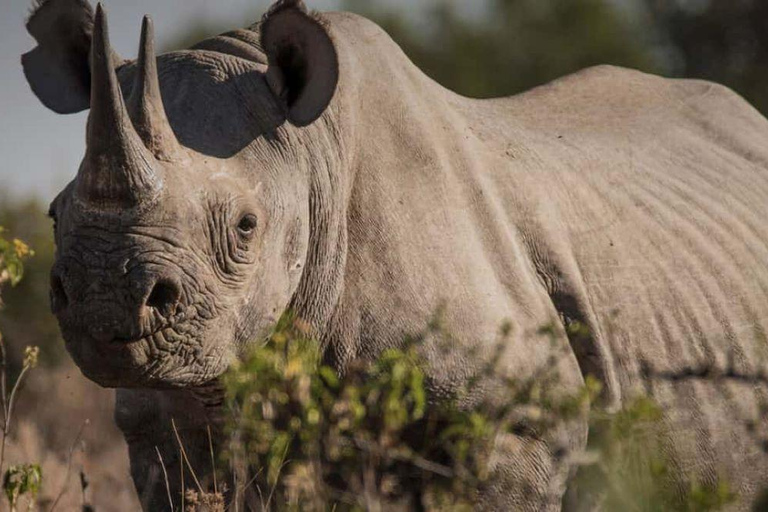 Overnachtingstocht naar OL Pejeta Conservancy
