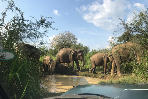 Mirissa ou Weligama à Ella Drop avec Udawalawe Safari