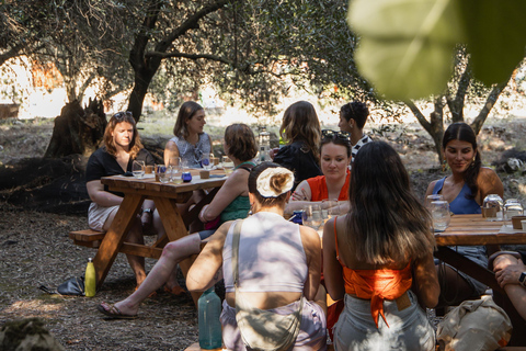 Corfu: Guided Olive Groves Tour with Olive Oil Tasting