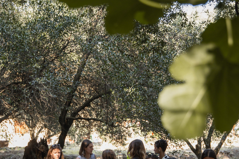 Corfu: Guided Olive Groves Tour with Olive Oil Tasting