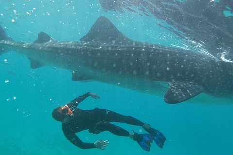 Cebu: Walvishaaien, Tumalog watervallen en snorkelen bij de Sardine Run