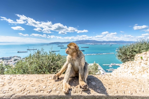 Gibraltar: całodniowa wycieczka krajoznawczaZ Malagi w języku francuskim