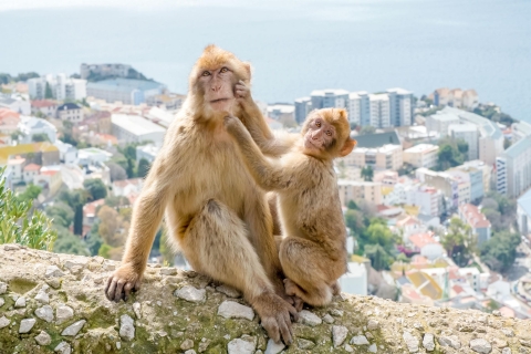Gibraltar : visite touristique d'une journéeDepuis Torremolinos : visite en anglais