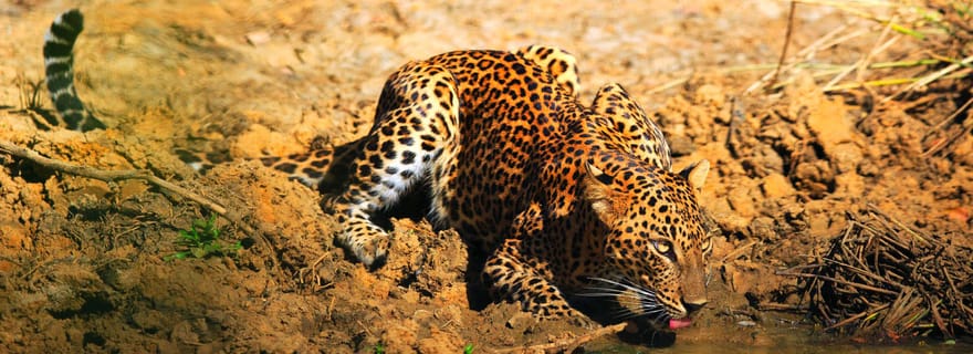 Parc national de Yala : Safari du matin ou de l'après-midi