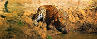 Yala National Park, Morgen oder Nachmittag Game Drive - Hizvo