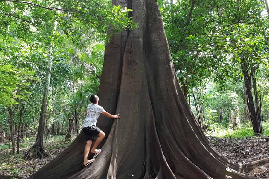 Amazonas-Dschungel: 3- oder 4-tägige Tour im Ipanema River Guest House. Foto: GetYourGuide Amazonas-Dschungel: 3- oder 4-tägige Tour im Ipanema River Guest House. Foto: GetYourGuide