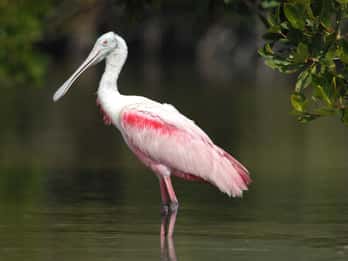 Everglades-Nationalpark: Private Foto-Safari Everglades-Nationalpark: Private Foto-Safari