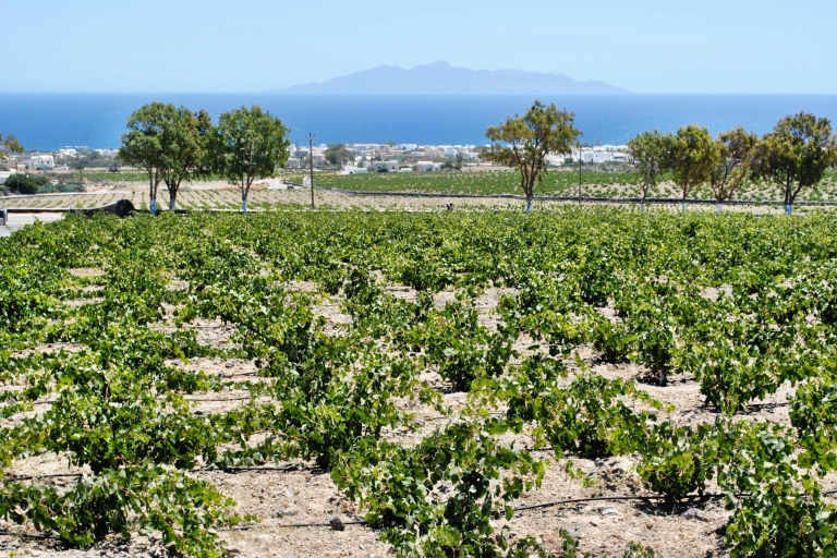 Santorin: Dégustation de vin et observation du coucher de soleil