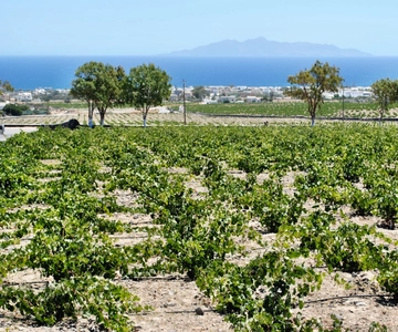 Santorini: Wine Tasting Tour & Sunset Viewing