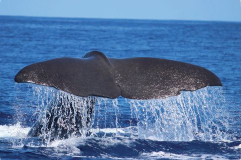 Da Calheta: giro in gommone con avvistamento di balene e delfini