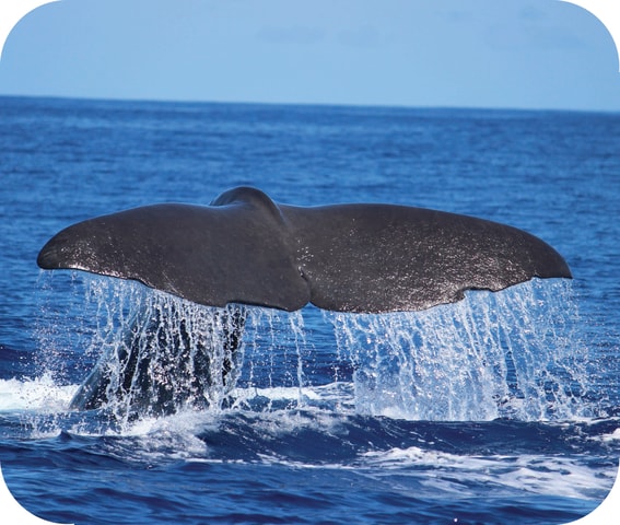 Visit From Calheta Whale and Dolphin Watching RIB Boat Tour in Calheta, Madeira, Portugal