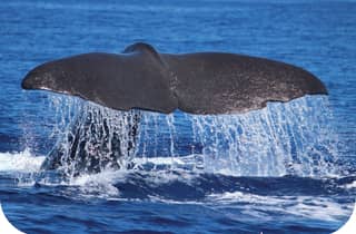 Von Calheta aus: Wal- und Delfinbeobachtungstour mit dem RIB-Boot