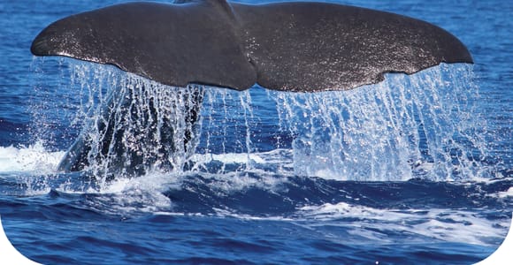 From Calheta: Whale and Dolphin Watching RIB Boat Tour