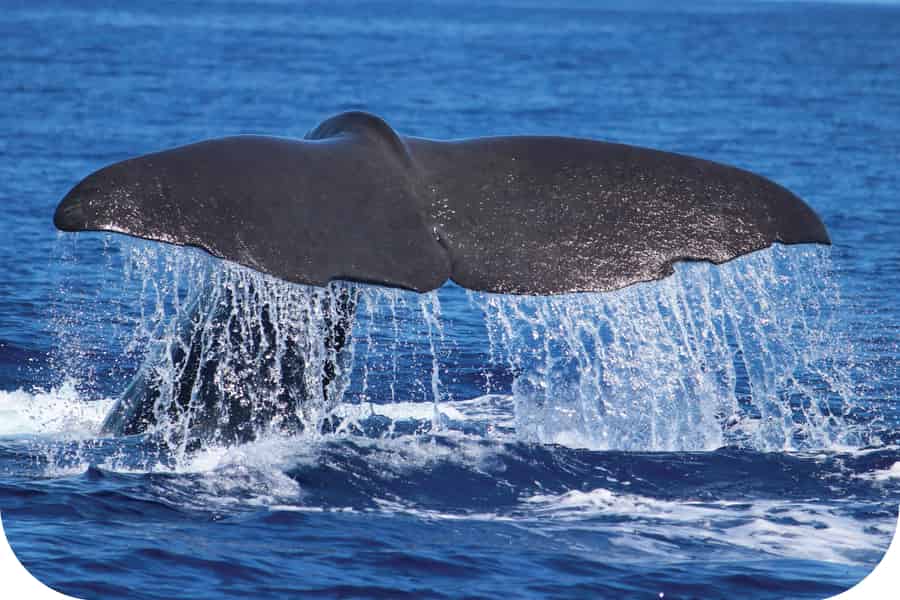 Von Calheta aus: Wal- und Delfinbeobachtungstour mit dem RIB-Boot. Foto: GetYourGuide Von Calheta aus: Wal- und Delfinbeobachtungstour mit dem RIB-Boot. Foto: GetYourGuide
