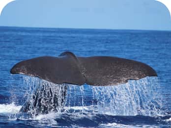 Von Calheta aus: Wal- und Delfinbeobachtungstour mit dem RIB-Boot