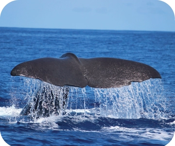 Desde Calheta: Tour en barco semirrígido para avistar ballenas y delfines