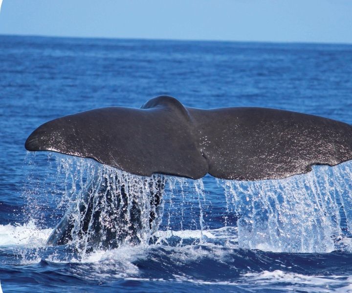 Ab Calheta: Wal- und Delfinbeobachtungstour mit dem RIB-Boot