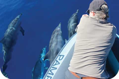 isola di madeira osservazione di balene e delfini