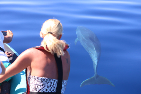 From Calheta: Whale and Dolphin Watching RIB Boat Tour