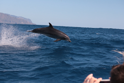 From Calheta: Whale and Dolphin Watching RIB Boat Tour