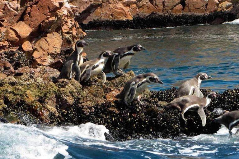 Depuis Lima : 2 jours Paracas Ica Huacachina et vignobles