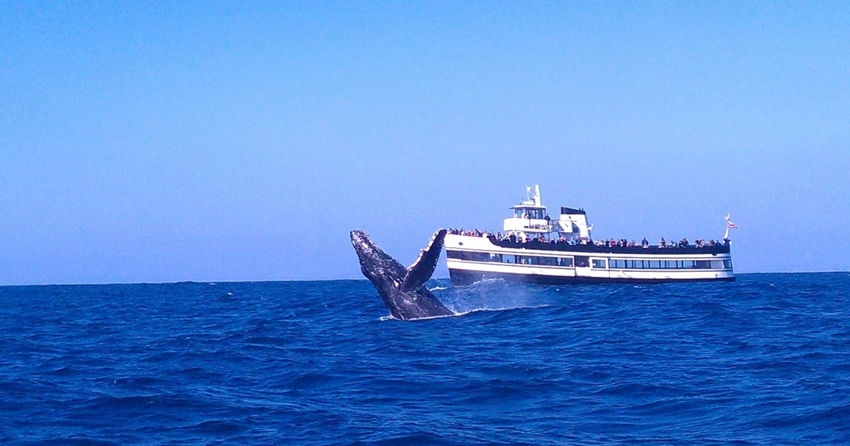 San Diego Whale Watching Tours GetYourGuide