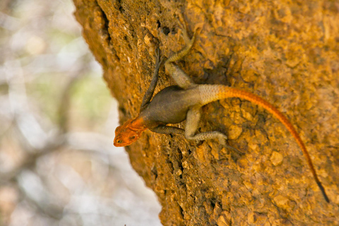 Spitzkoppe : via Zeila Shipwreck