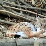 Biglietto combinato: Zoo alpino e funicolare di Hungerburg