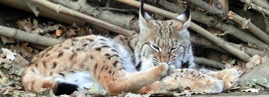 Biglietto combinato: Zoo alpino e funicolare di Hungerburg