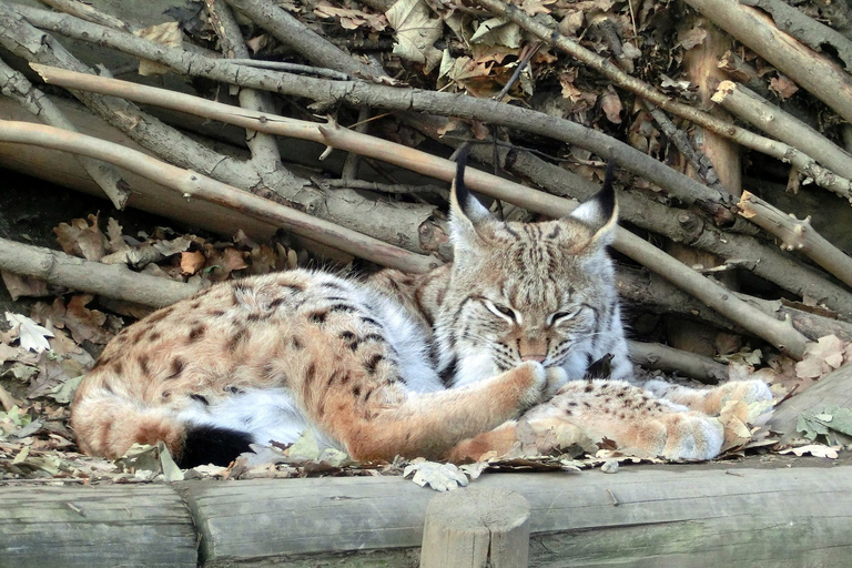 Innsbruck: biglietto combinato per Alpenzoo e HungerburgInnsbruck: biglietto per Alpenzoo e Hungerburg