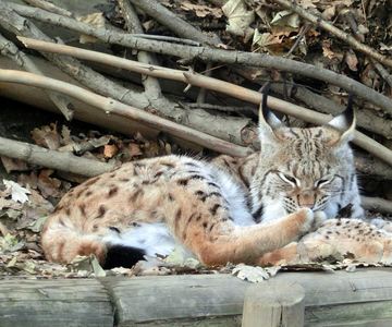 高山動物園和亨格堡組合門票