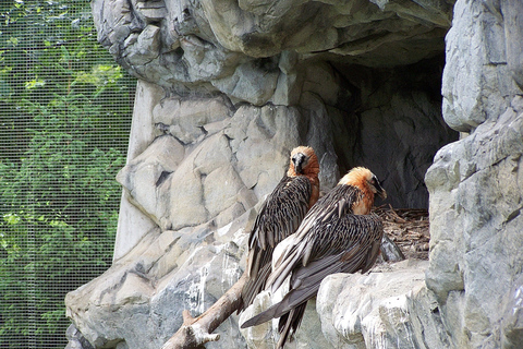 Innsbruck: combiticket Alpenzoo en Hungerburg