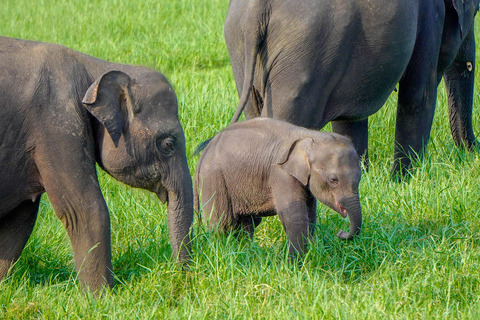 Minneriya: Full-Day 4x4 Safari, Secret Trails & Jungle Lunch Full Day Safari