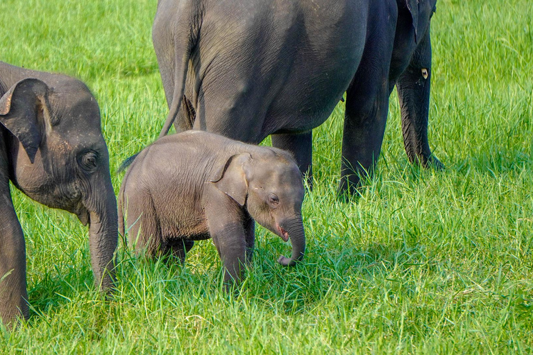 Minneriya: Full-Day 4x4 Safari, Secret Trails & Jungle Lunch Full Day Safari