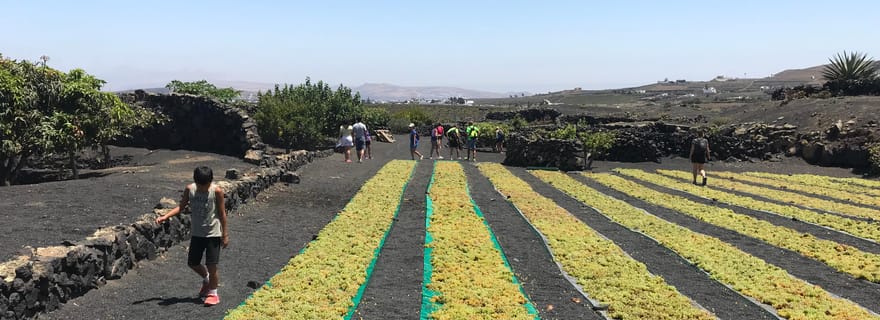 Visite privée des vins et volcans
