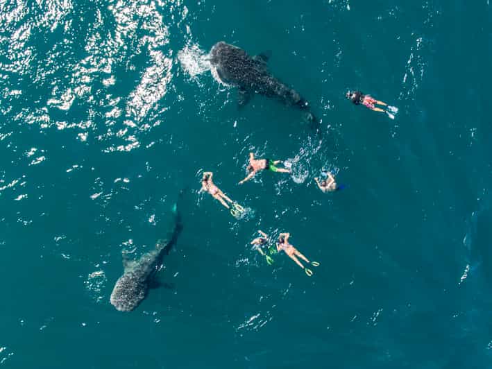 La Paz Swiming with the Whale Sharks Experience GetYourGuide