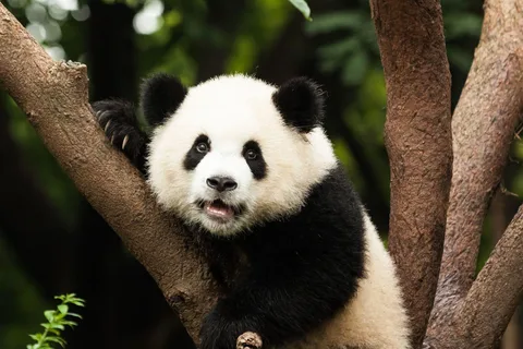 Chengdu: Research Base of Giant Panda Breeding e-Ticket