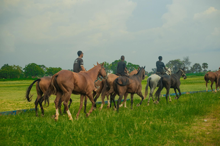 Dambulla: Scenic Countryside Horseback Ride 2-hour Dambulla: Scenic Countryside Horseback Ride