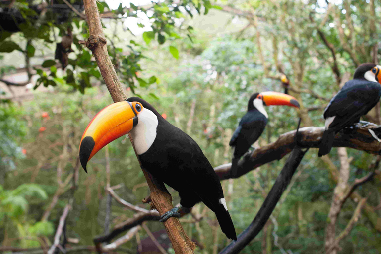 Bird Park Official Ticket