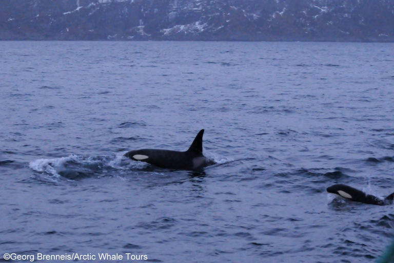 Tromsø: Responsible Whale Watching Cruise Aboard MS Alba