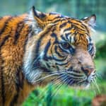 Sydney: Biglietti per lo Zoo di Taronga