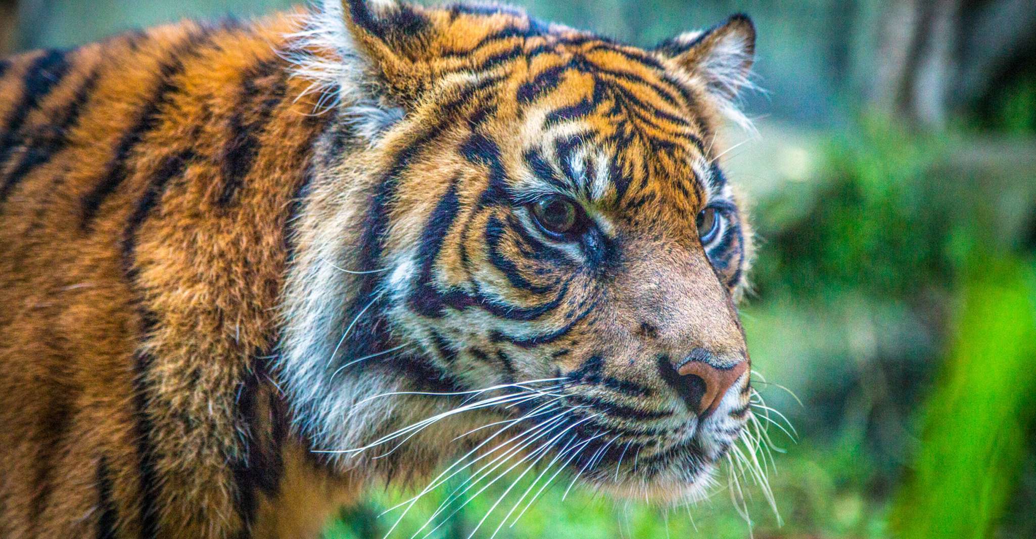 Sydney, Taronga Zoo Tickets - SuiteTrails