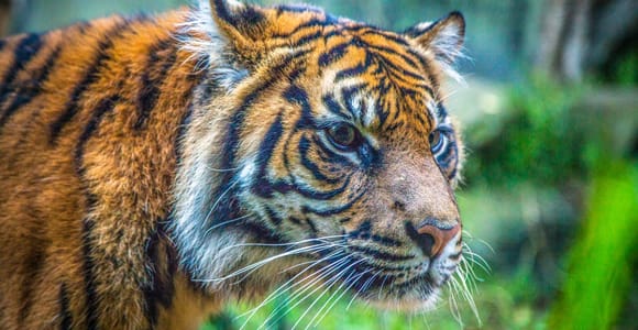 Sydney: Taronga Zoo Tickets