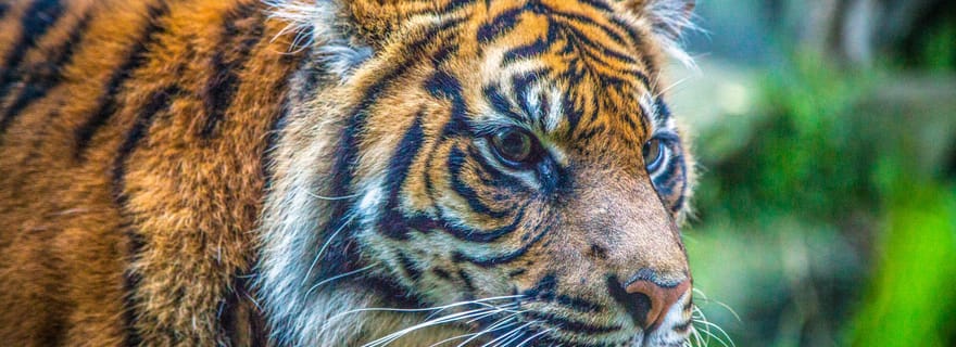 Sydney: Biglietti per lo Zoo di Taronga