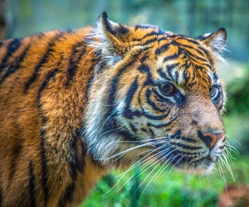 Taronga Zoo Tickets